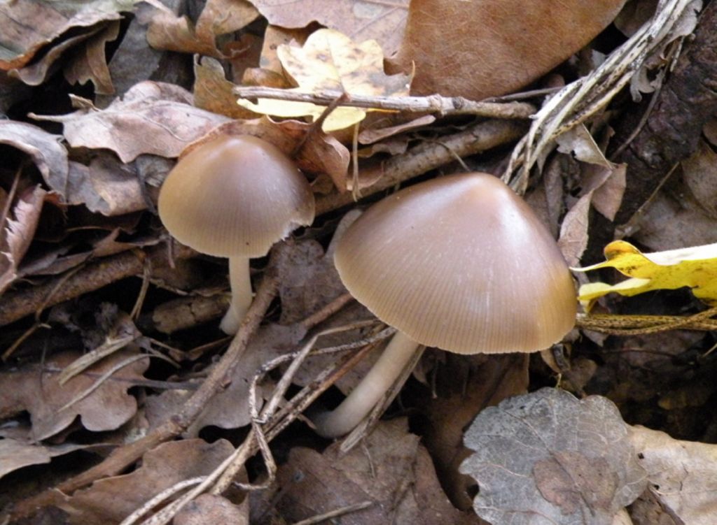 Psathyrella conopilus dubbia